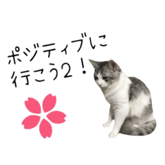 Lineスタンプ 癒し猫 実写 ポジティブver2 24種類 1円